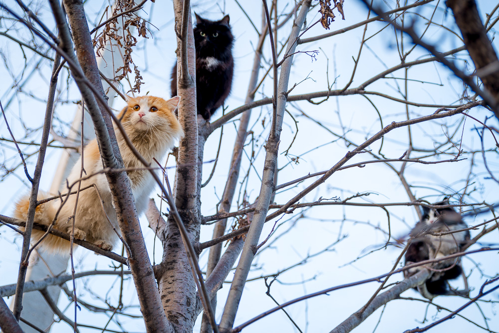 К затмению готовы!