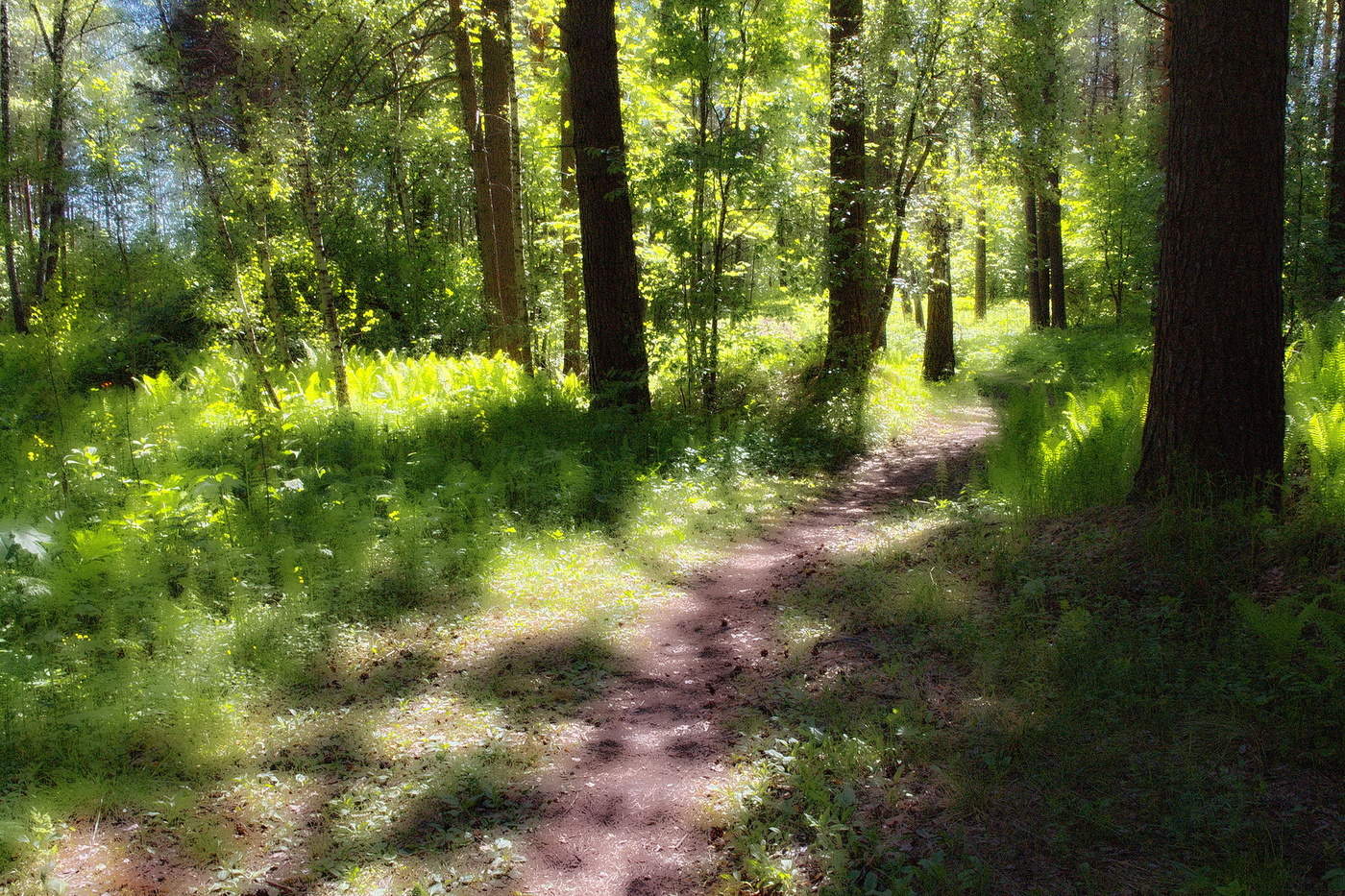 *СОЛНЕЧНЫЙ ЛЕС.**