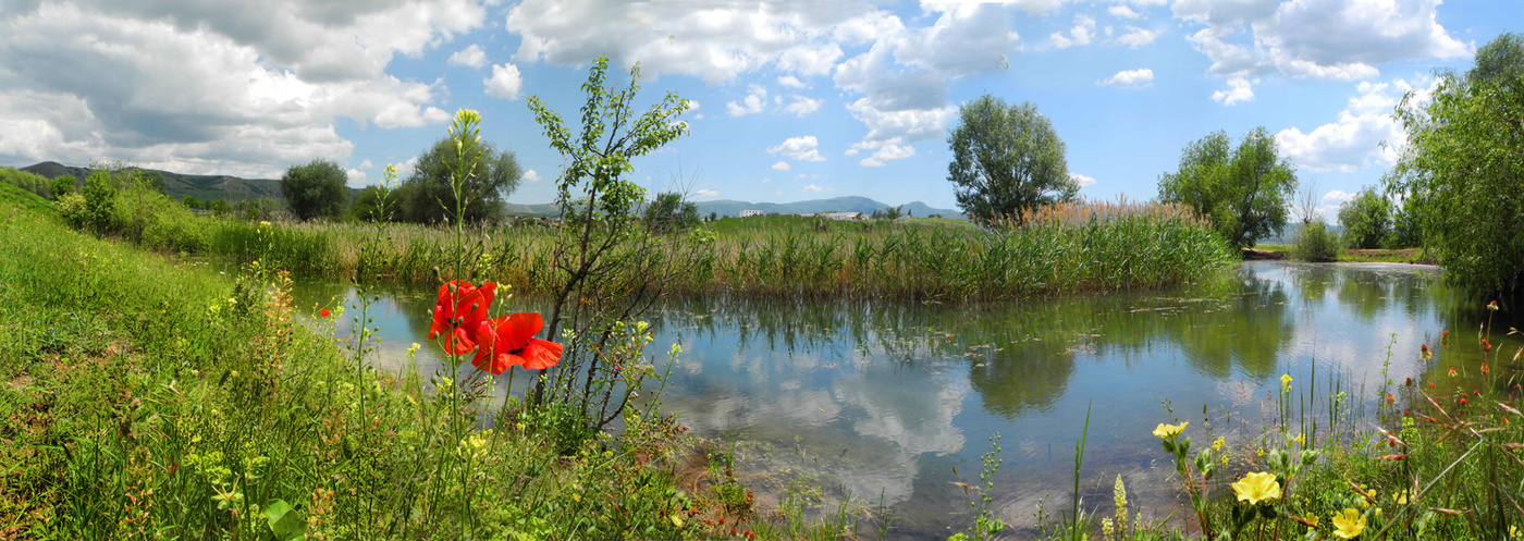 Два мака у пруда.