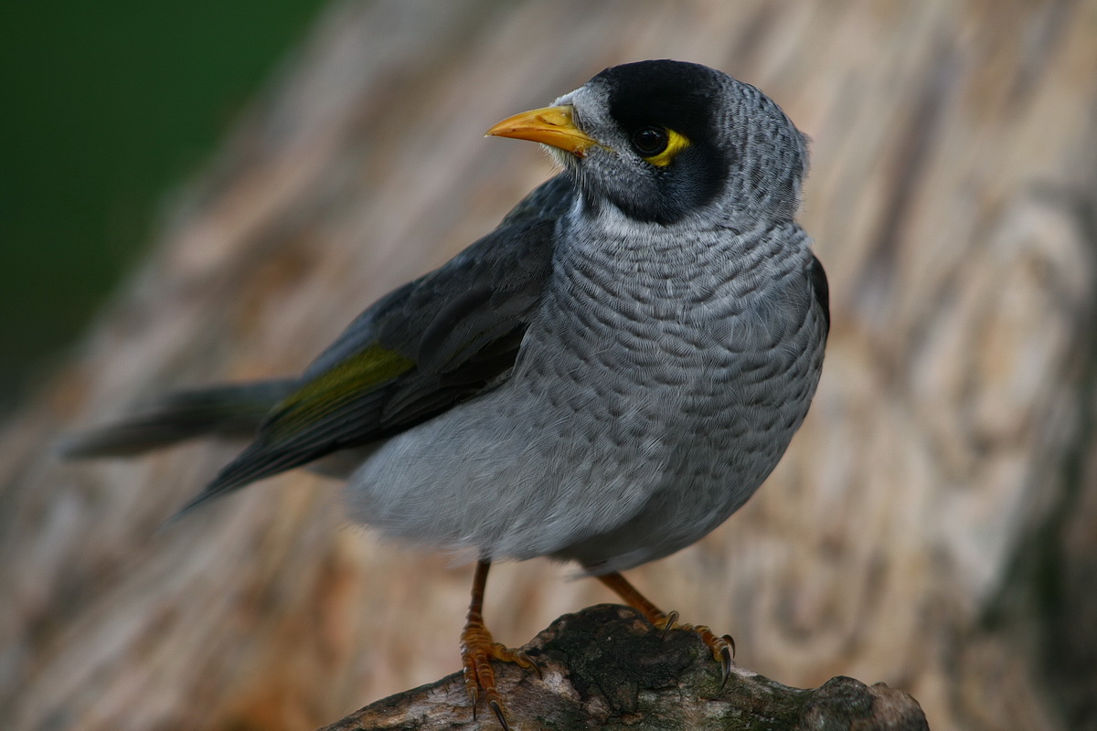 медосос.... :)