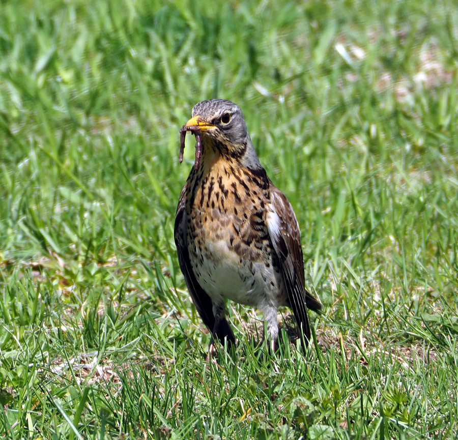 Дрозд-рябинник