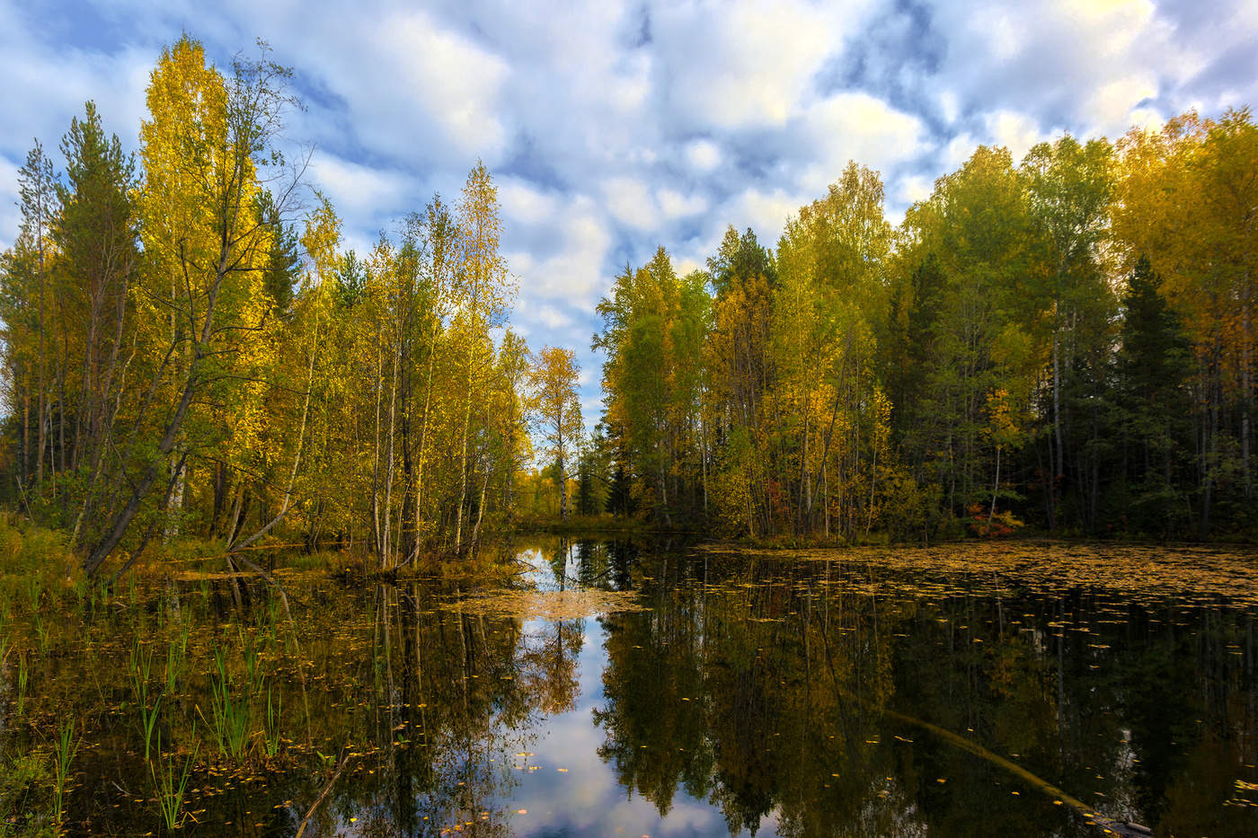 Лесное озеро