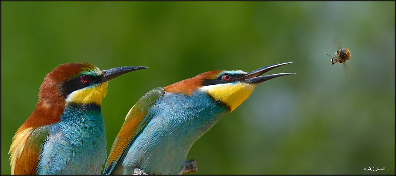 Ой,ой,крылья несите мою ... моё жало ;)