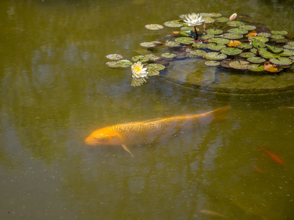 Большая рыба