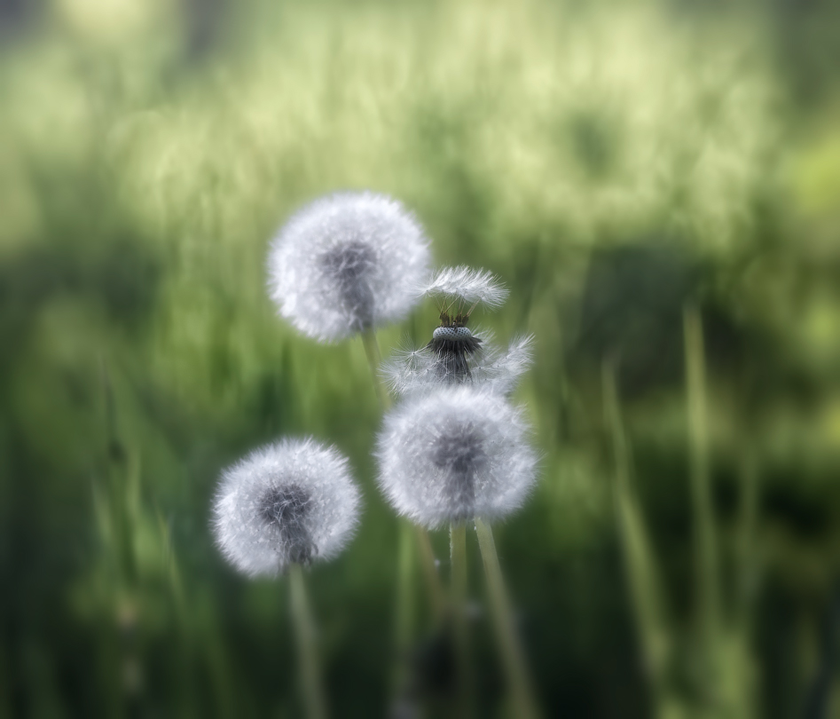 Фрагмент весны