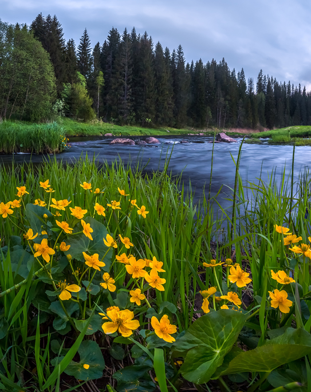 Цветёт калужница.