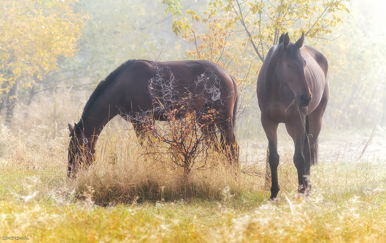 Тихим утром сентября