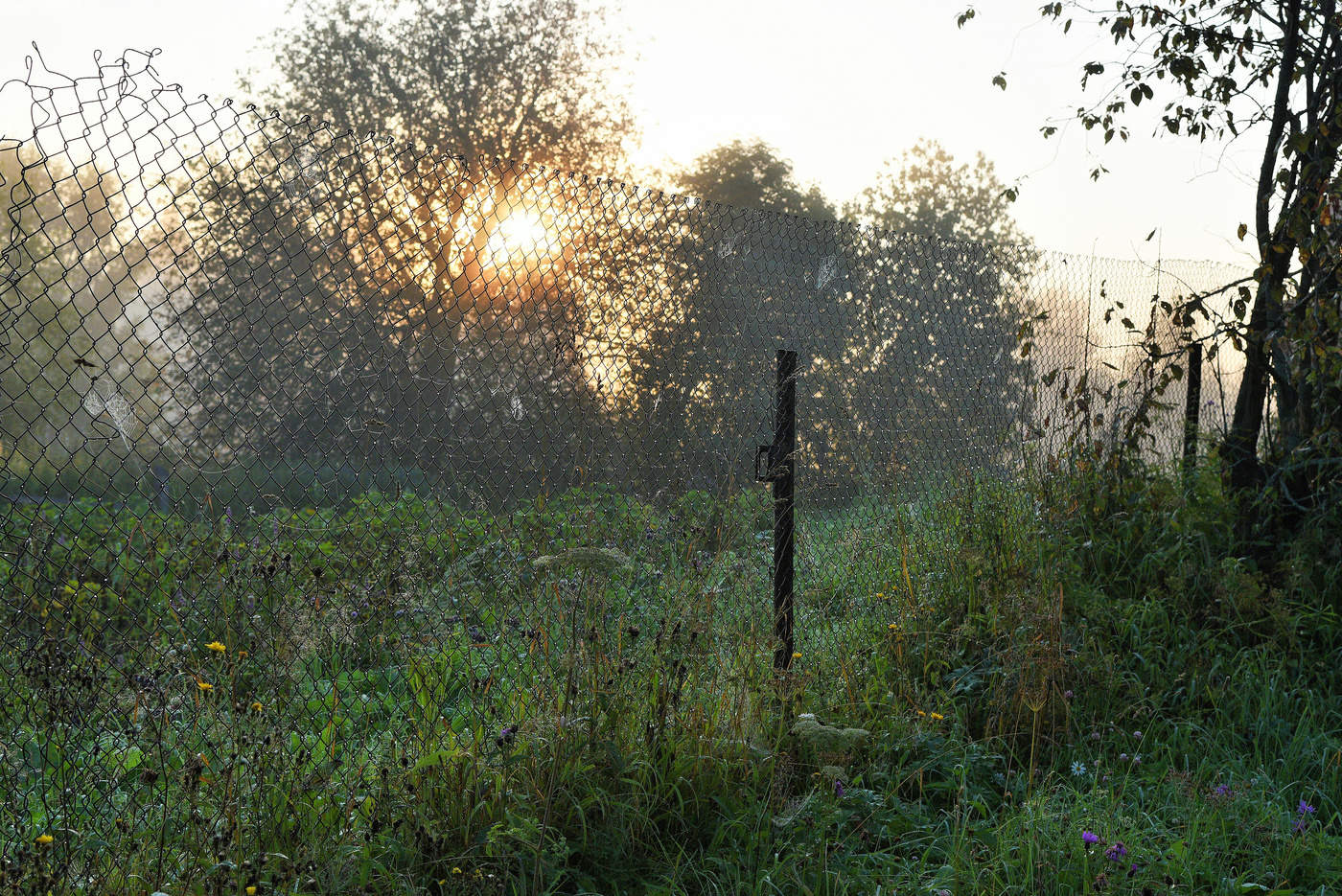 Раннее, росистое утро ...