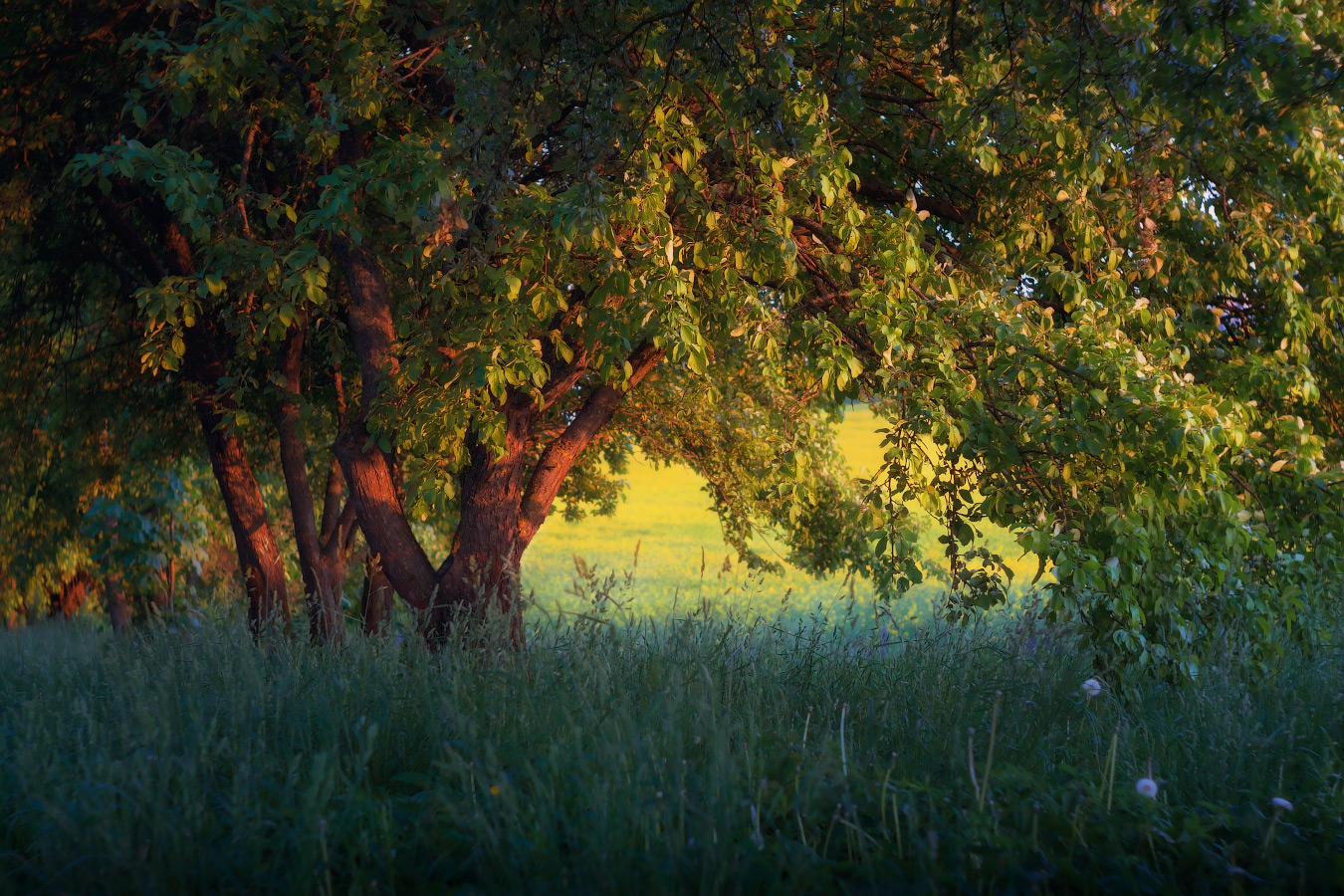 Вечерний пейзаж