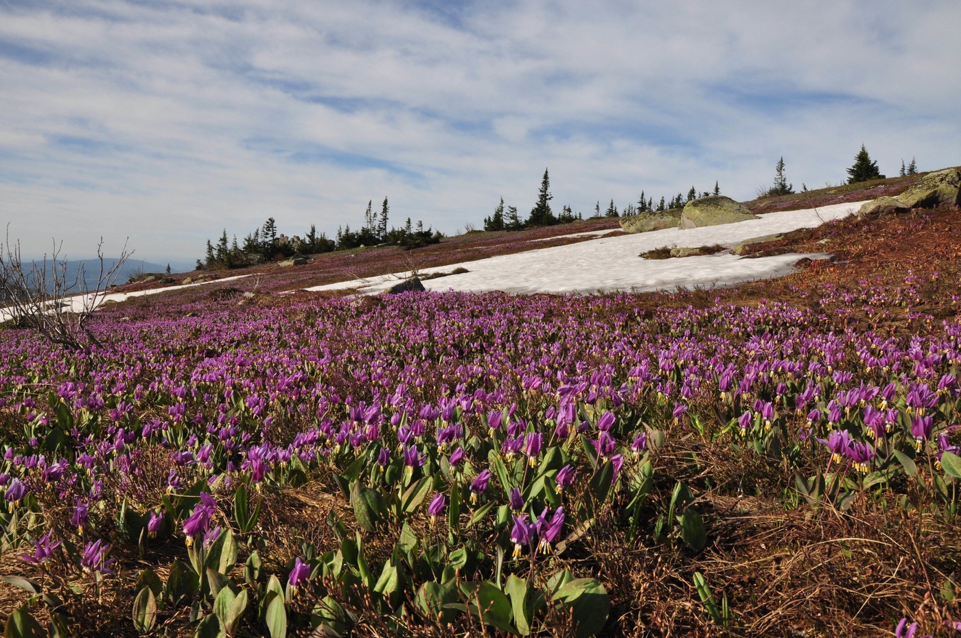 Цветы и снег