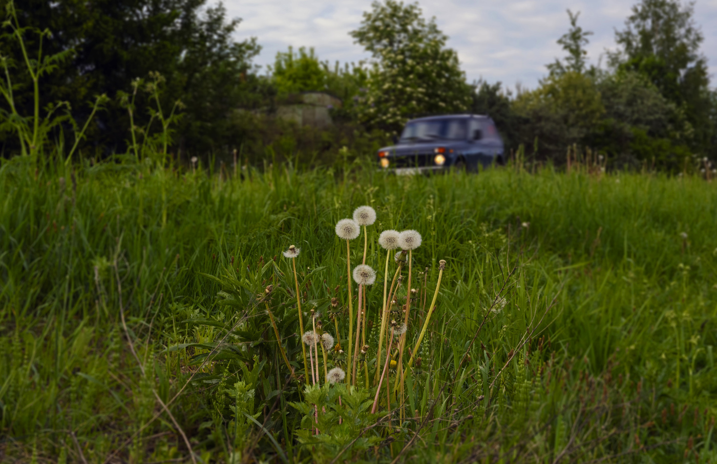 одуванчики
