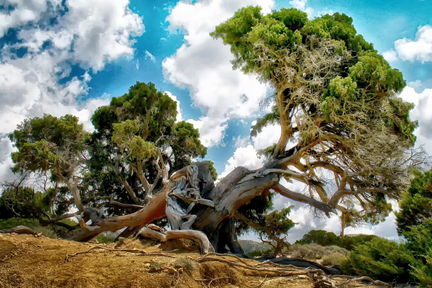 Неразлучные .