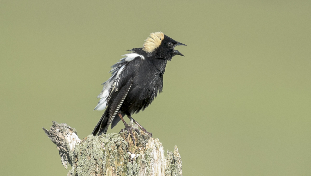 Bobolink