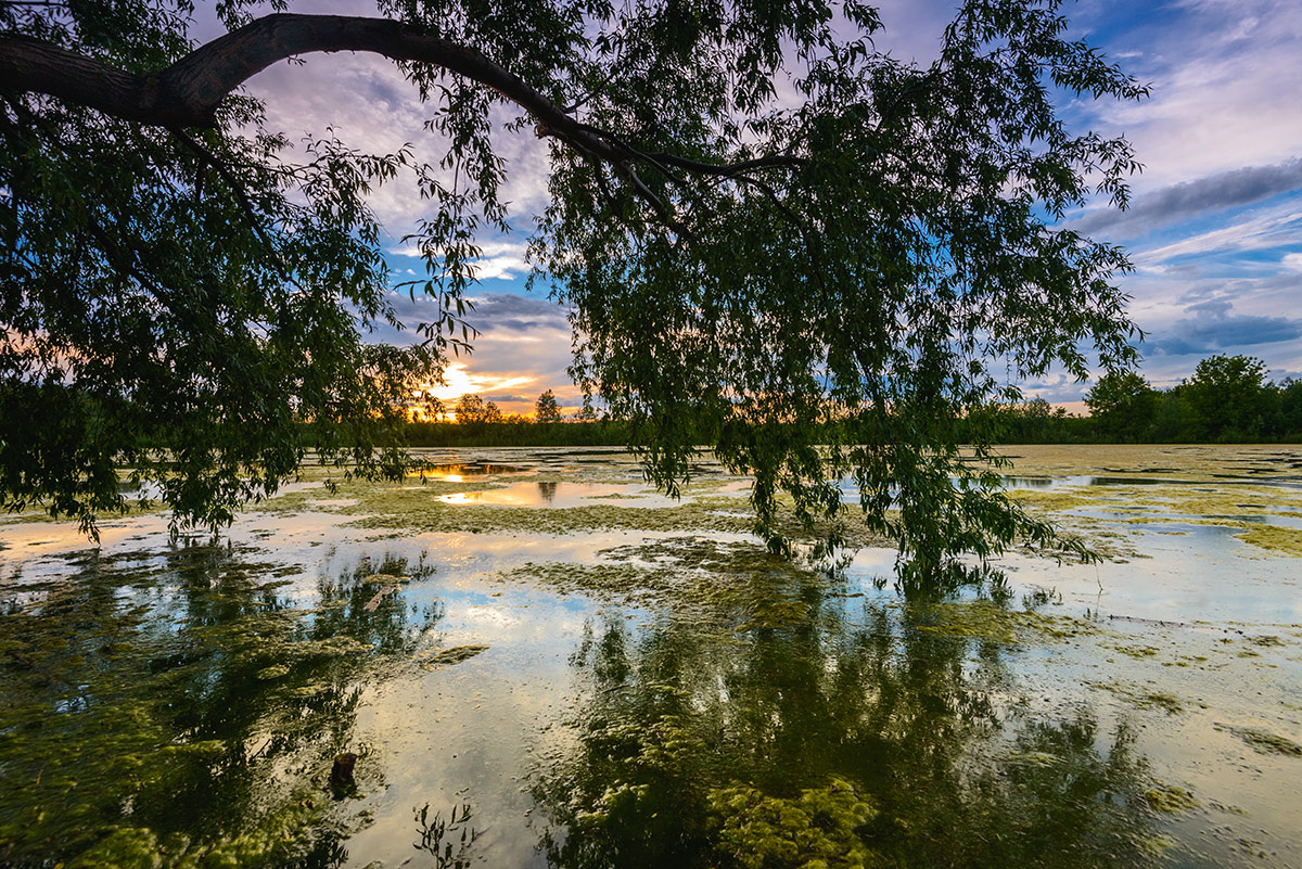 Старый пруд...