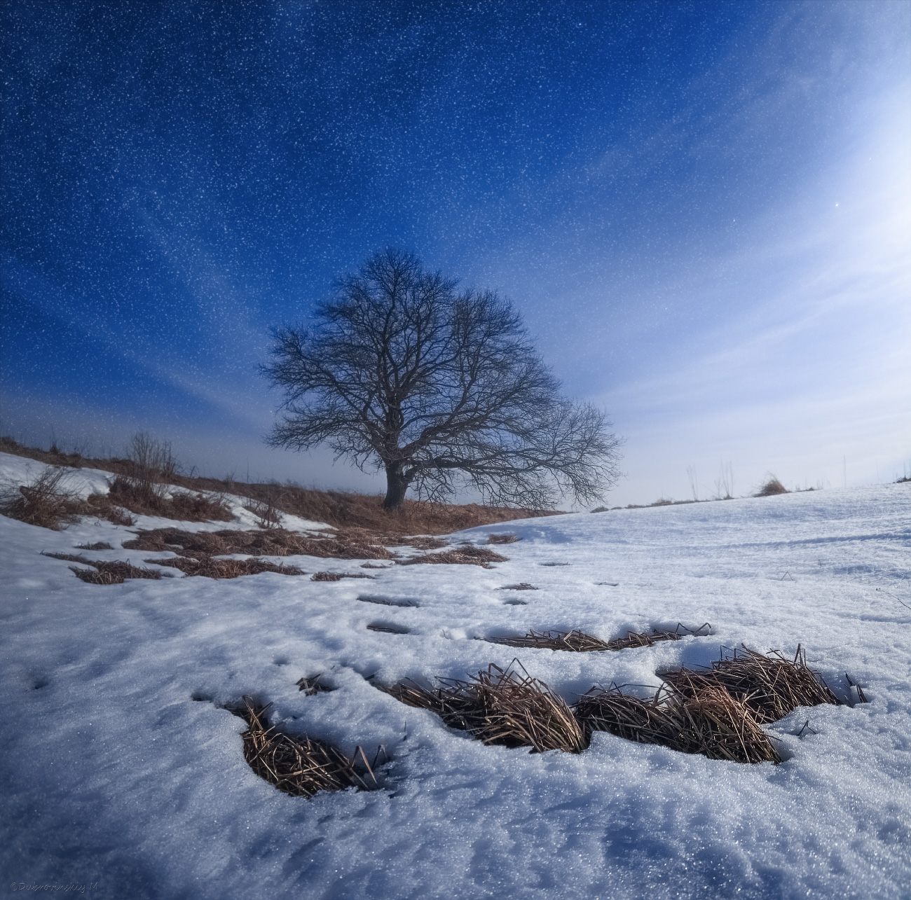 Лунная соната для одинокого дерева