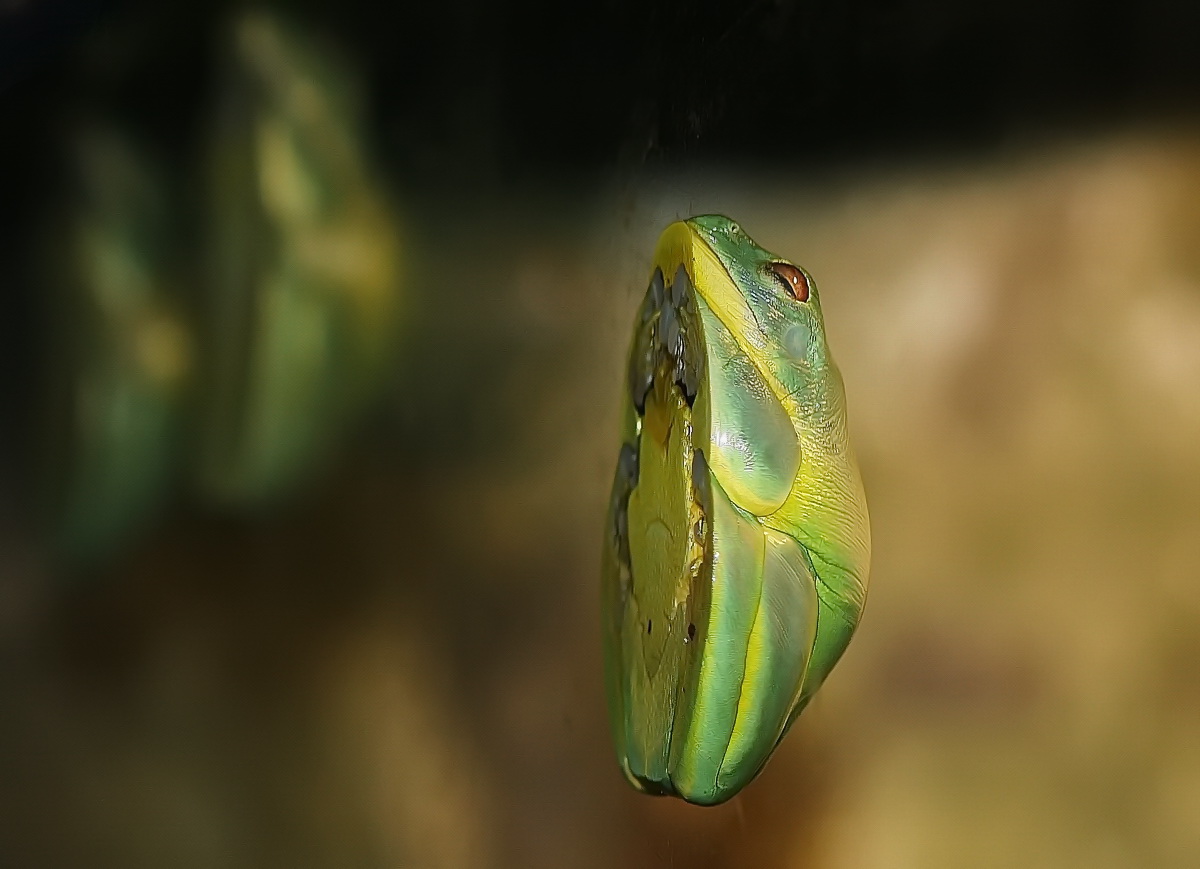 вот я какая,вся перед вами....