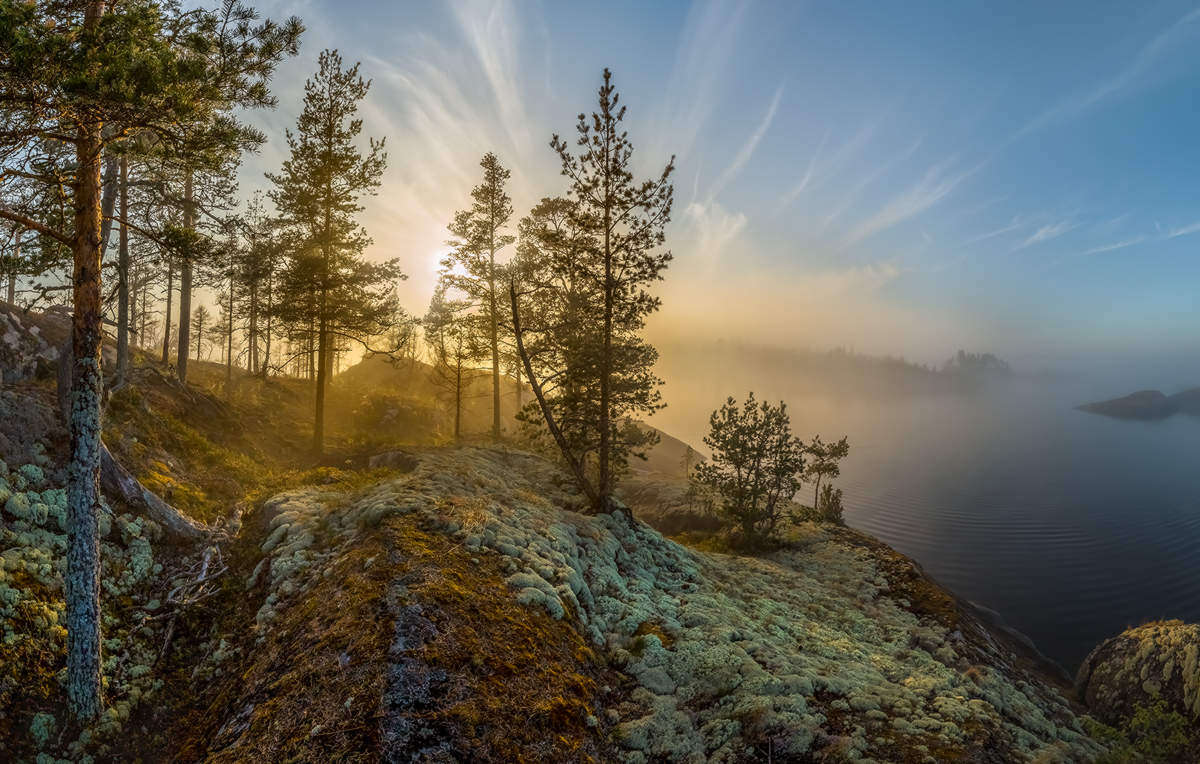Золотой лес на острове