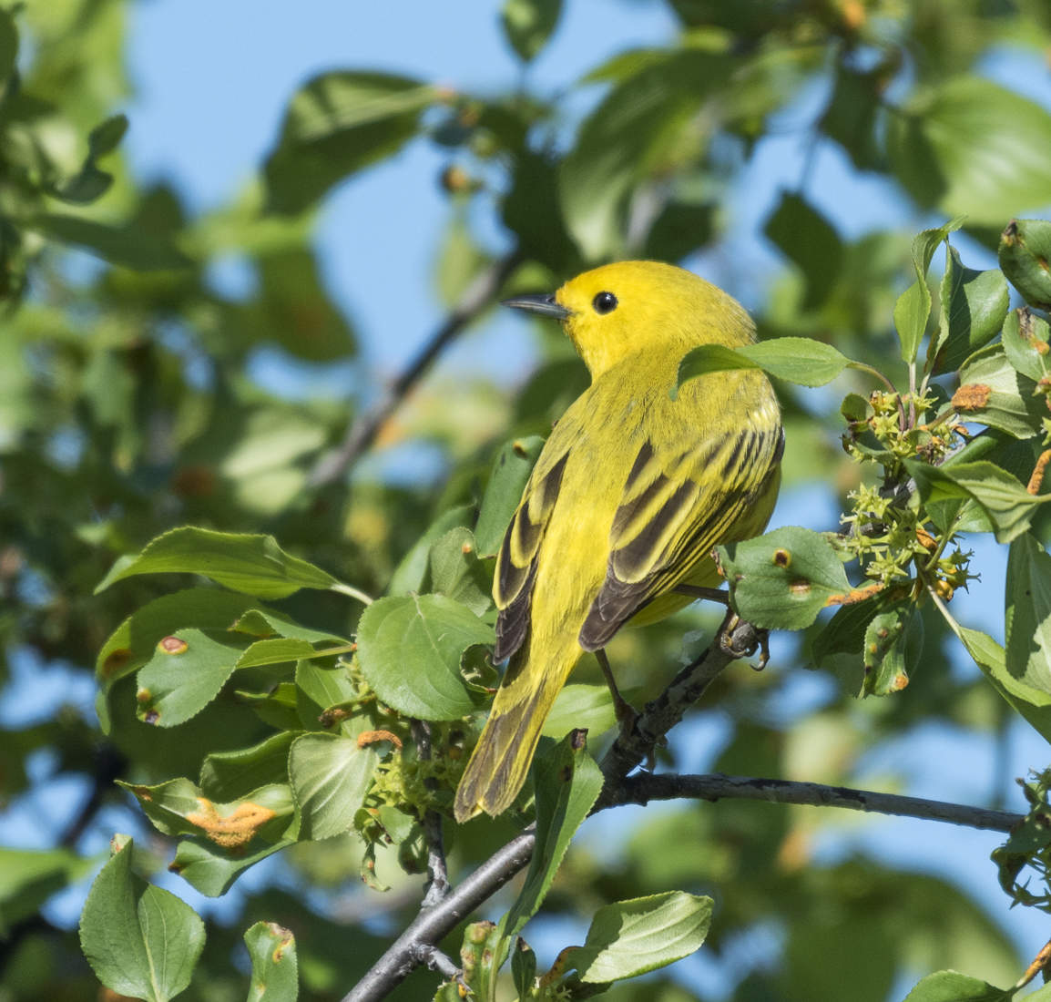 American yellow warbler