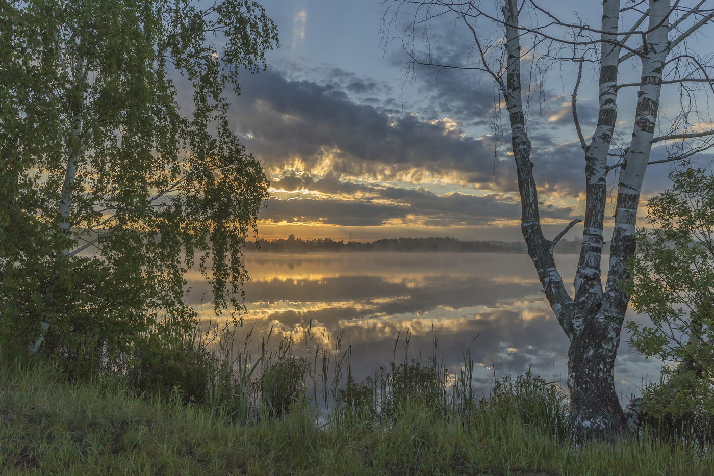 У засохшей берёзы
