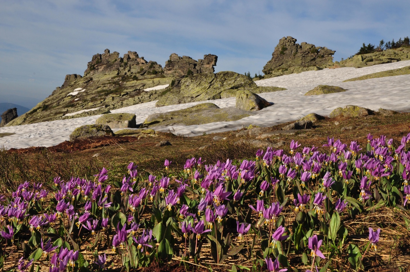 Горный кандык