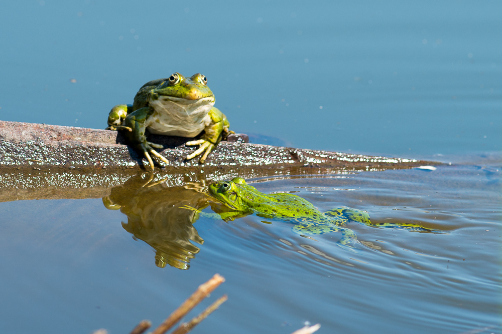 Царевны и царевичи