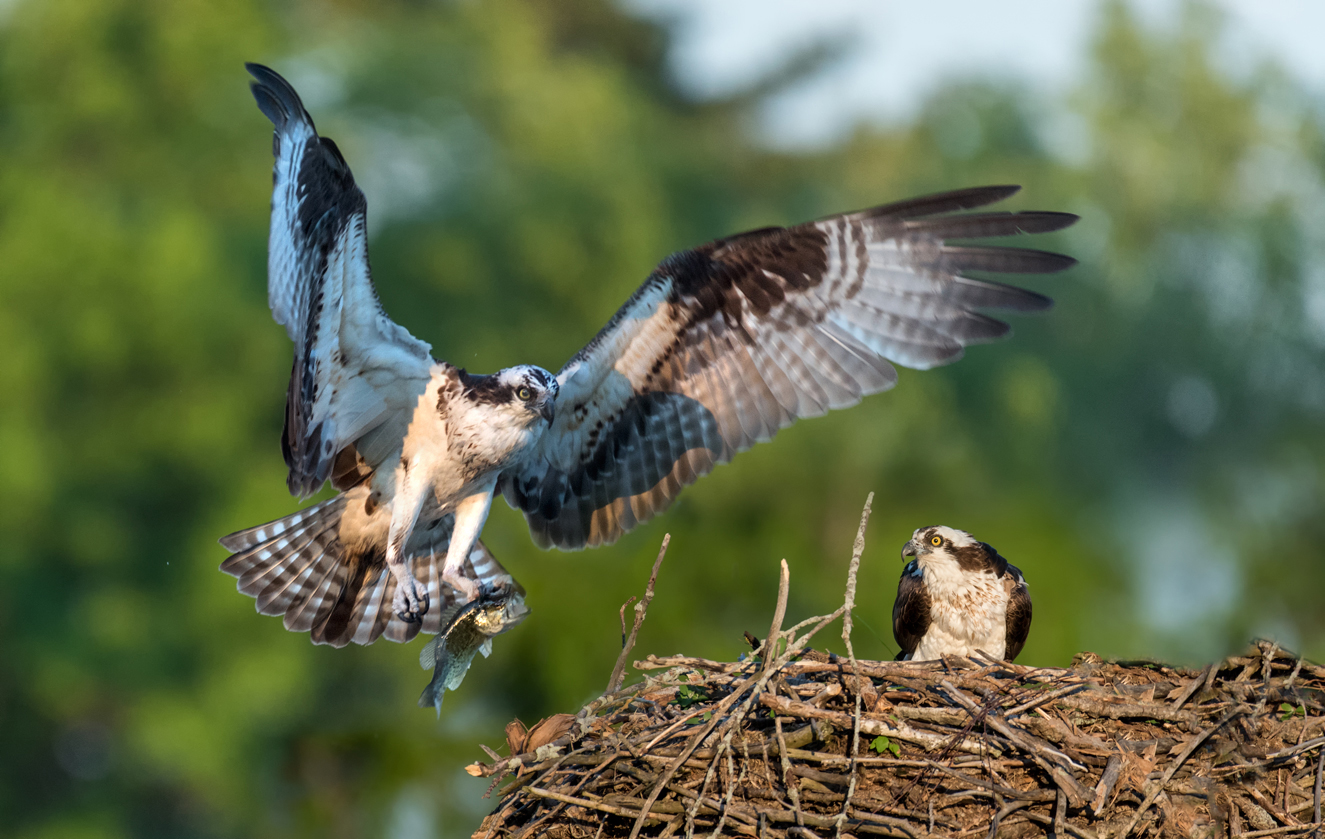 Bring home the bacon