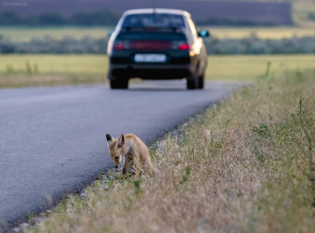 Жё не манж па сис жюр... подайте бедному слепому коту Базилио и хромой лисе Алисе!