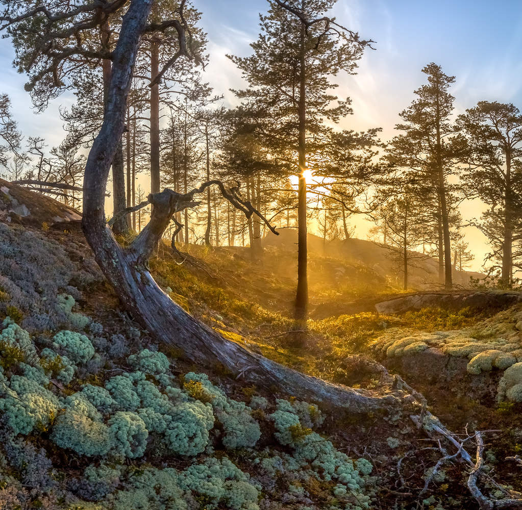 Золотой лес