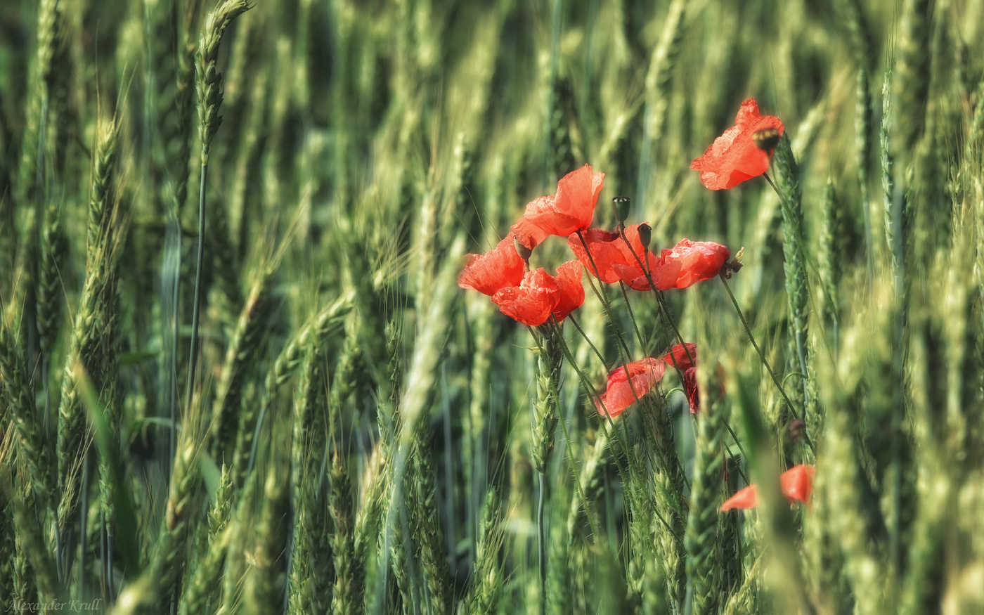 Растущие во ржи...