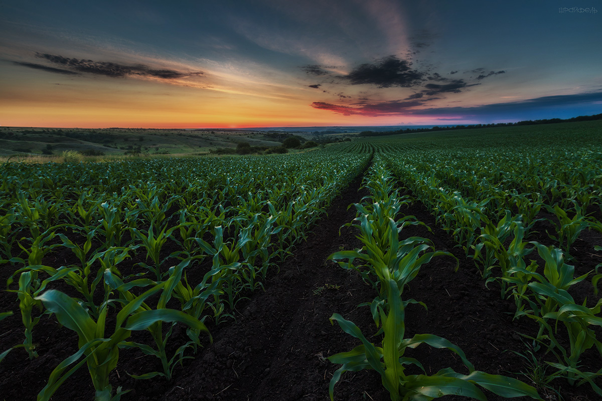 Кукурузные поляны навсегда