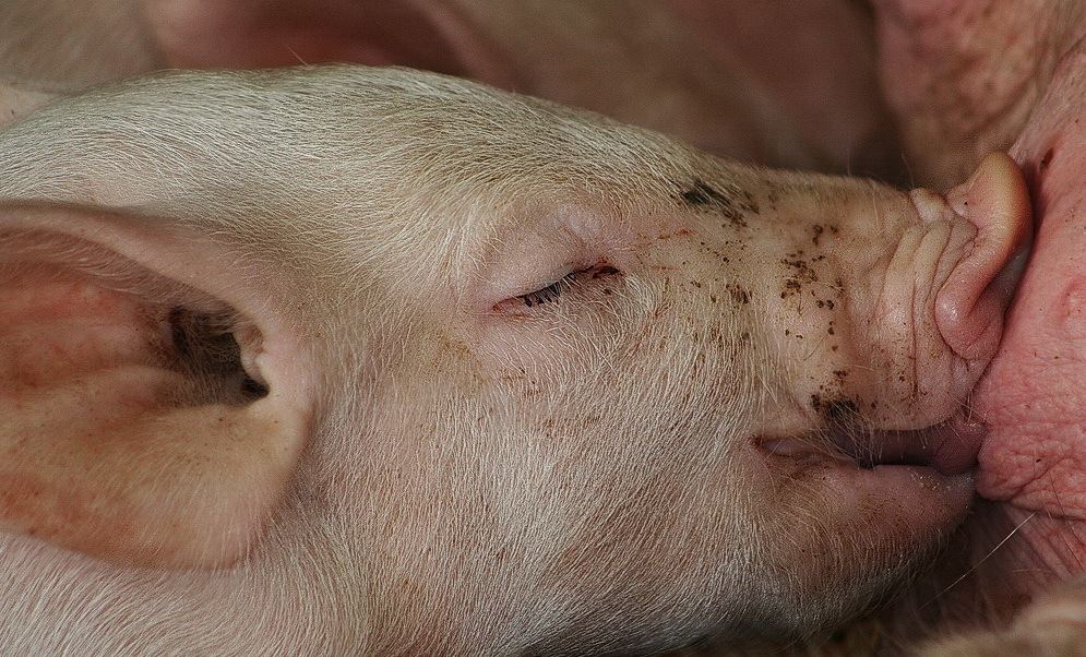 Одиночный кадр