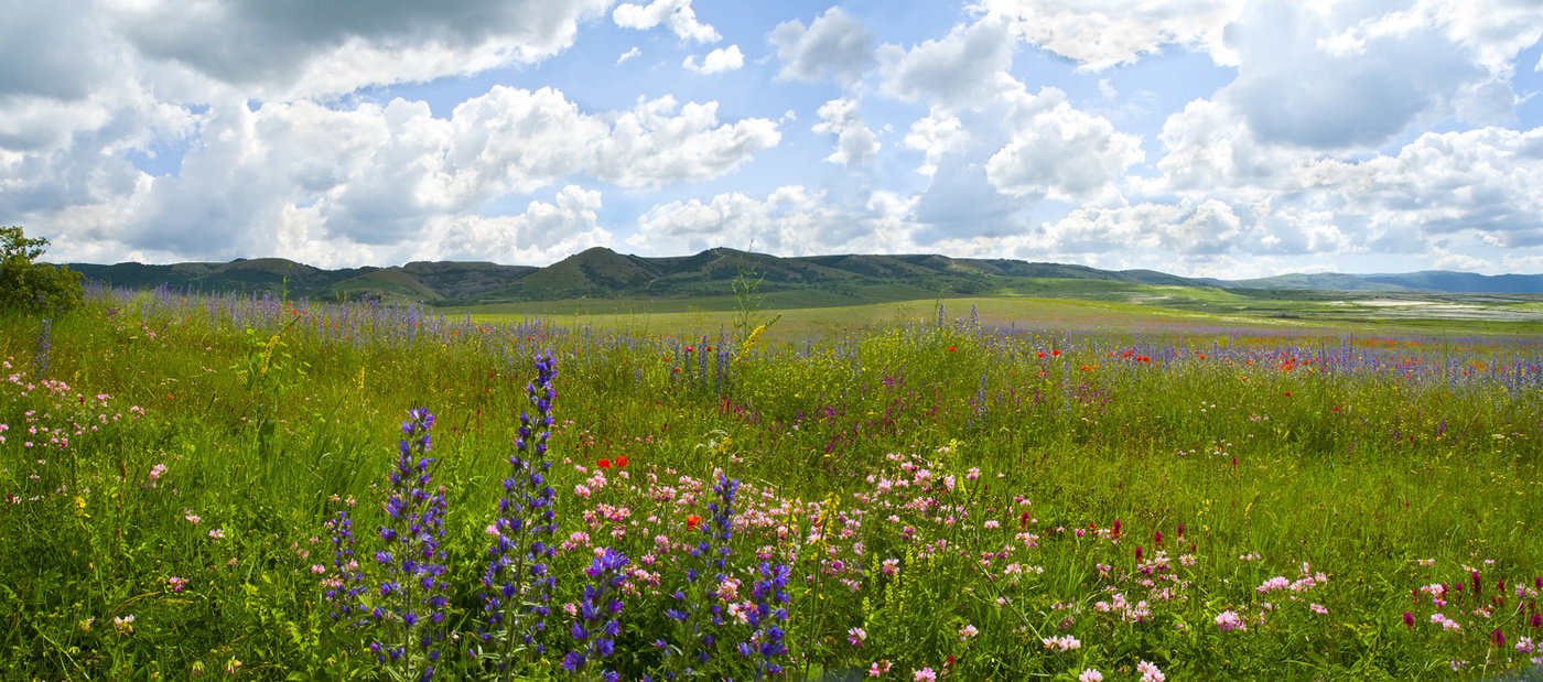 ЯЙЛА цветёт