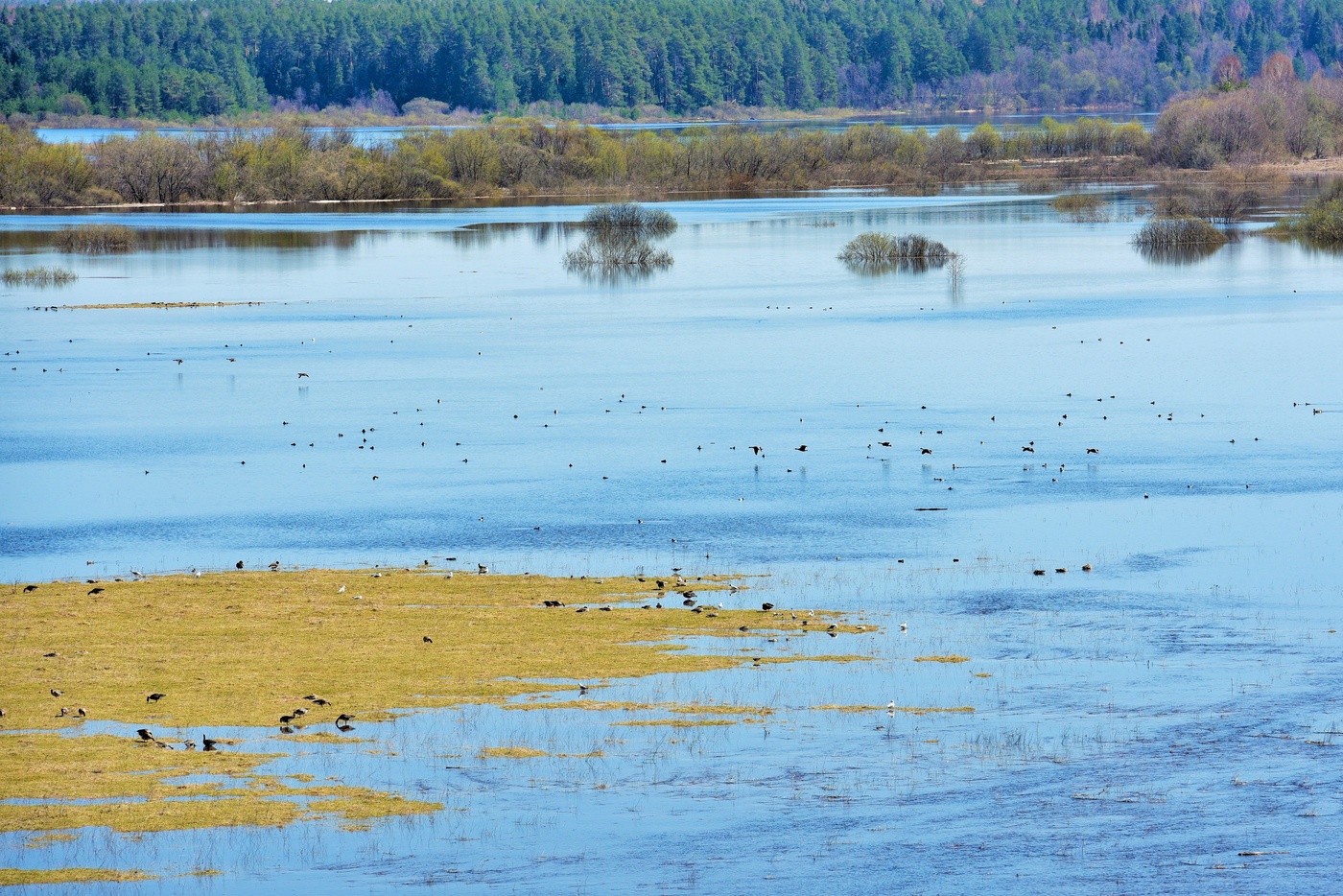 Весна, половодье, дикие гуси ...