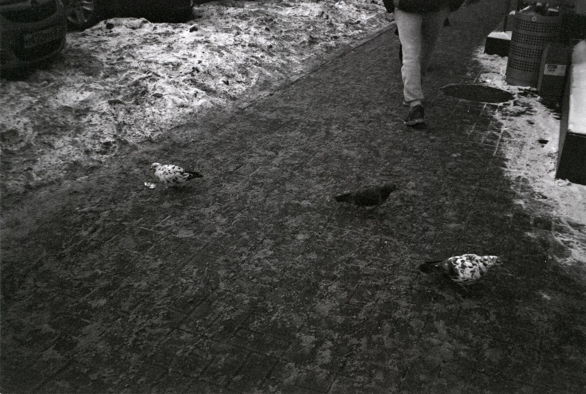 Рябые голуби