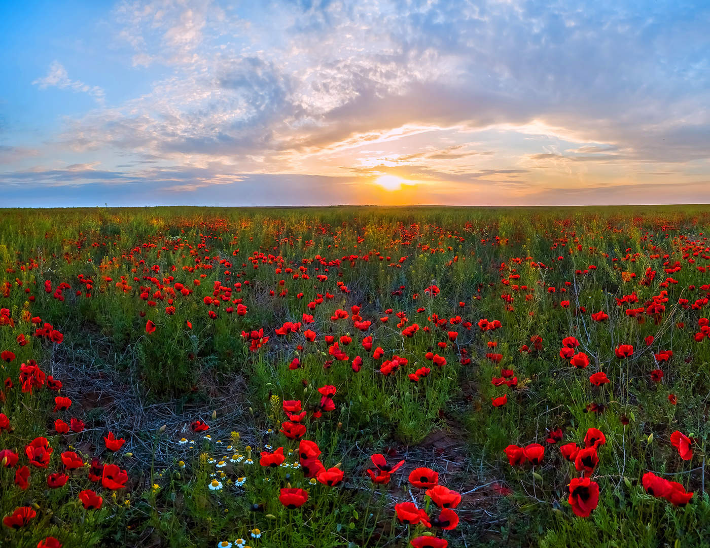 Астраханская степь в маках
