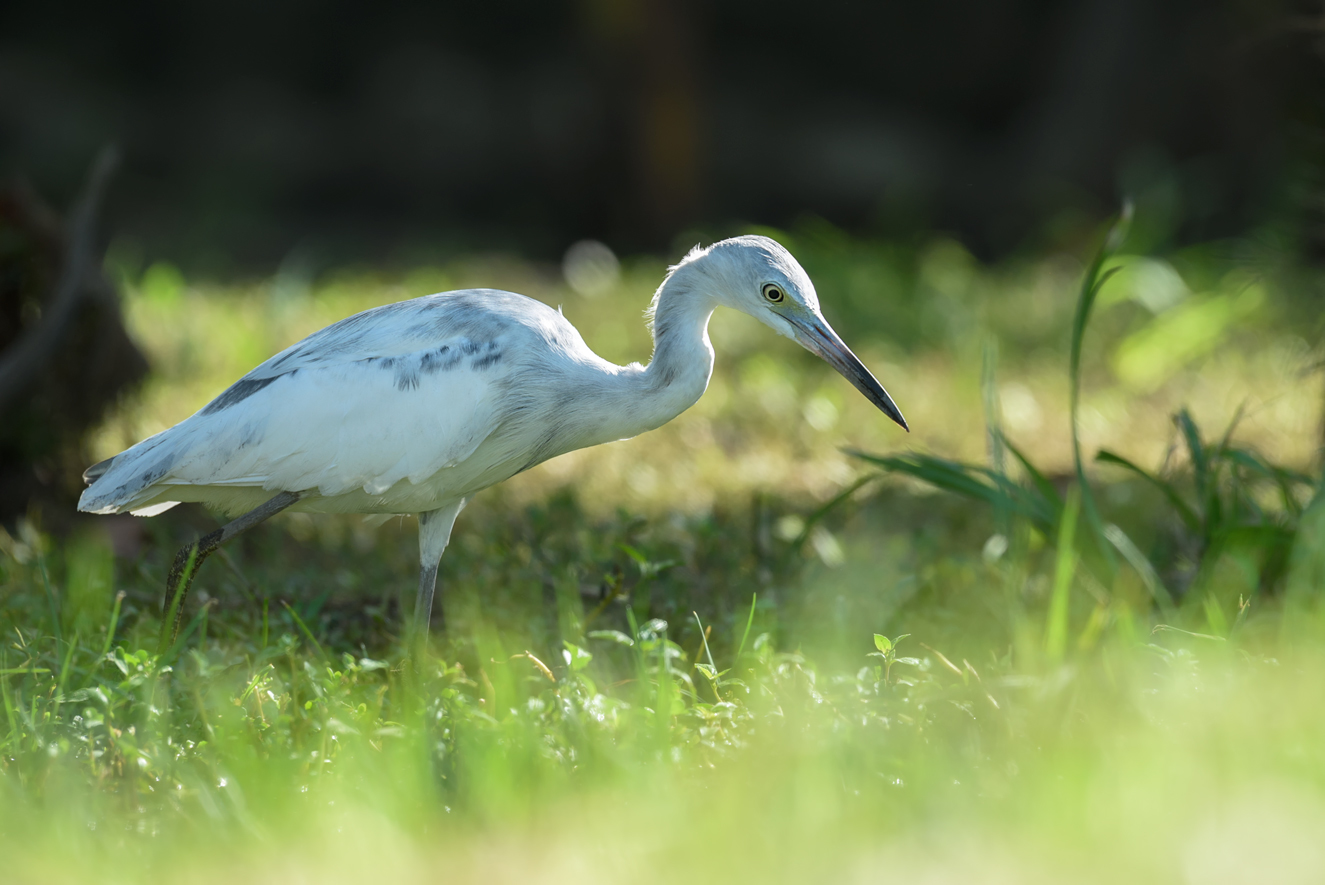 Little blue heron~juvenile