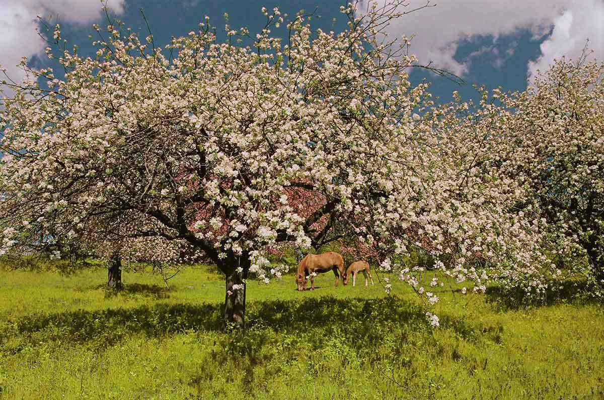 д.Вяльки.Май