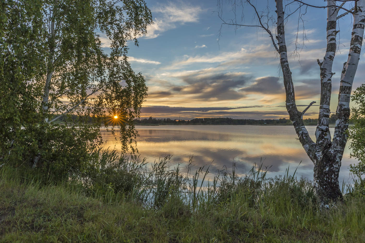 У засохшей берёзы 2