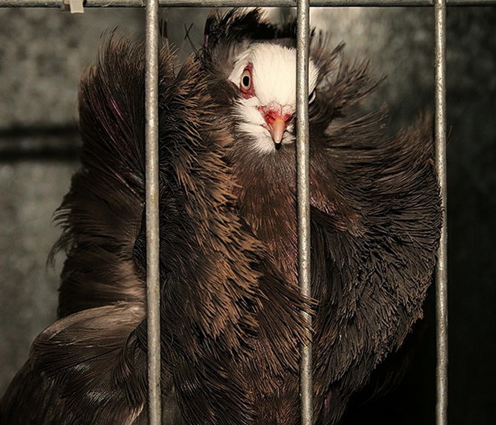 сижу за решеткой в темнице сырой....