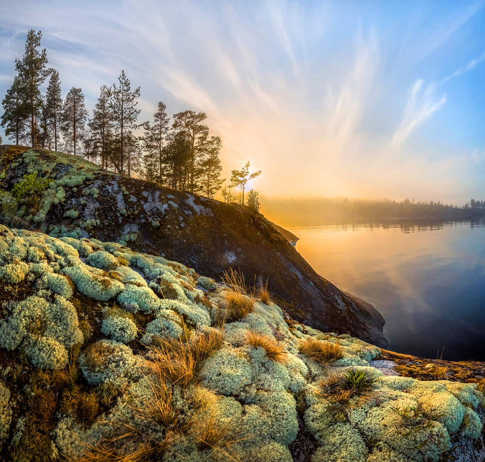 Из серии «Растительный мир Ладожских островов»