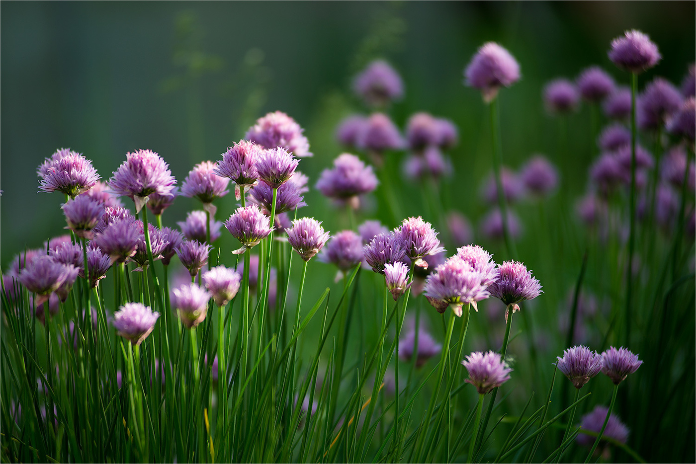 Банальность из июня семнадцатого