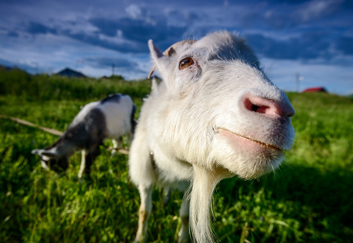 Любопытство...