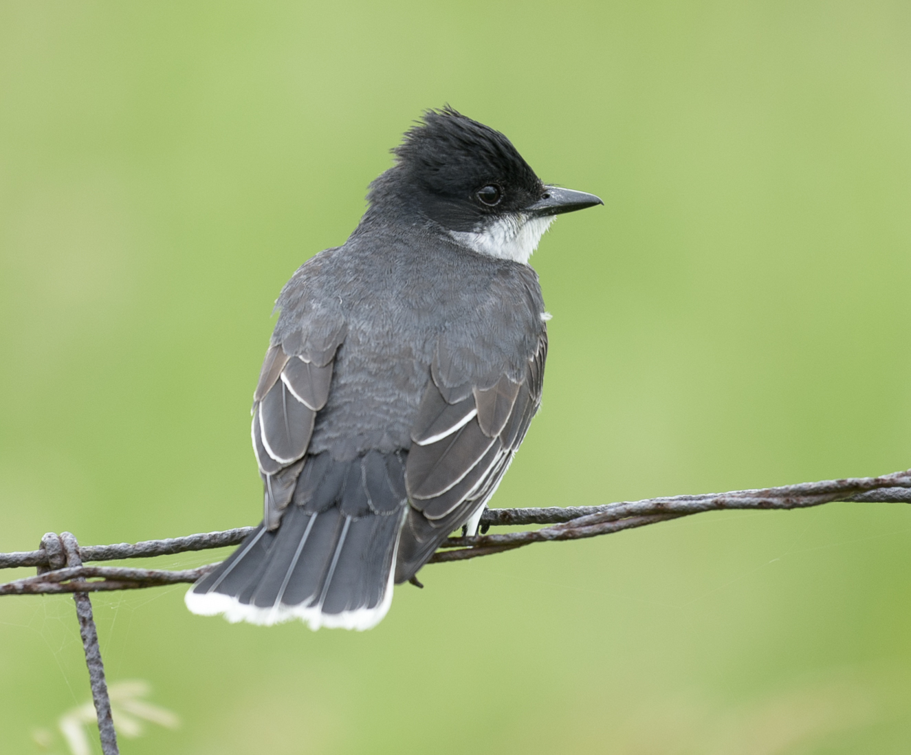 Eastern Kingbird~Королевский тиранн