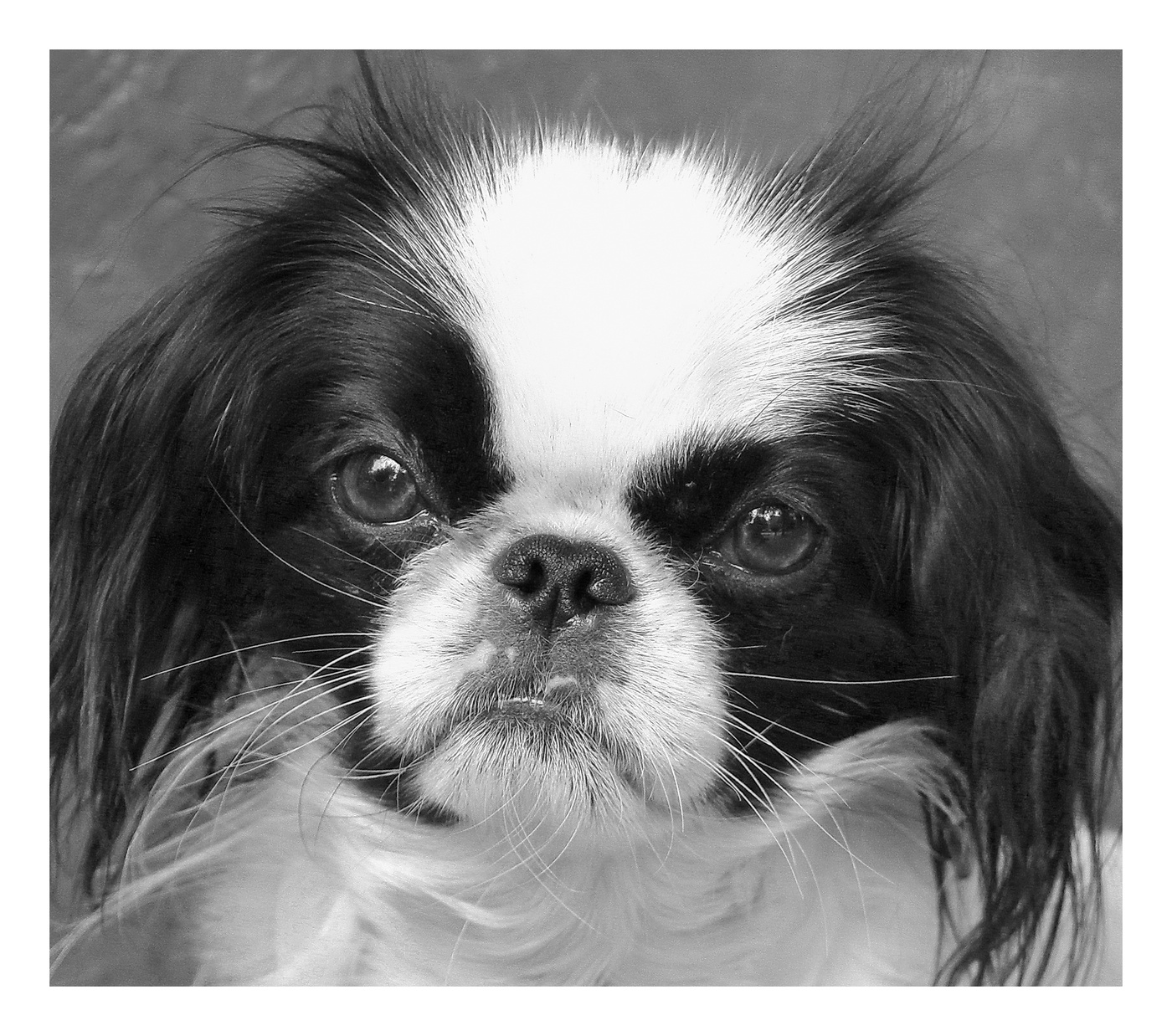 варчьливый сосед