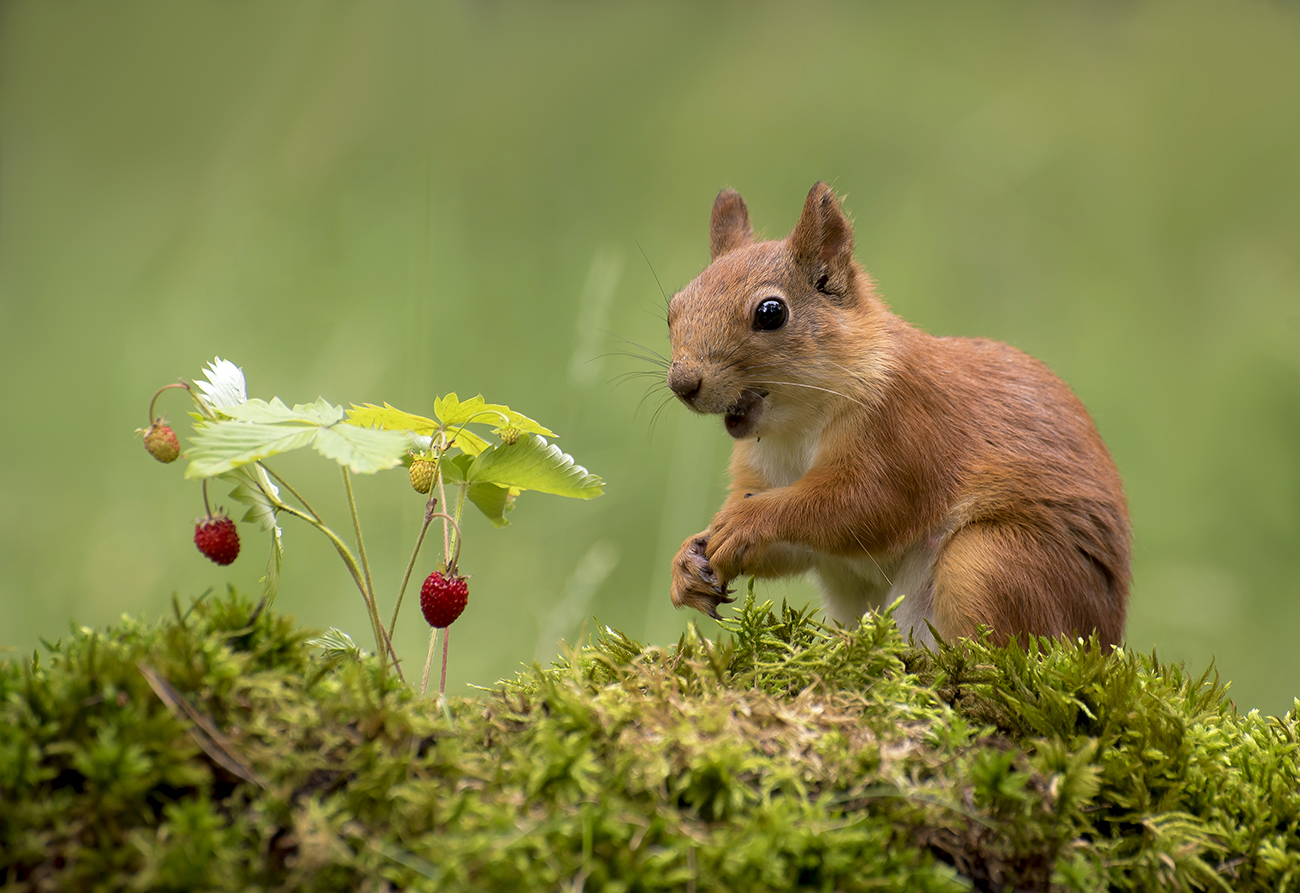 Летний десерт