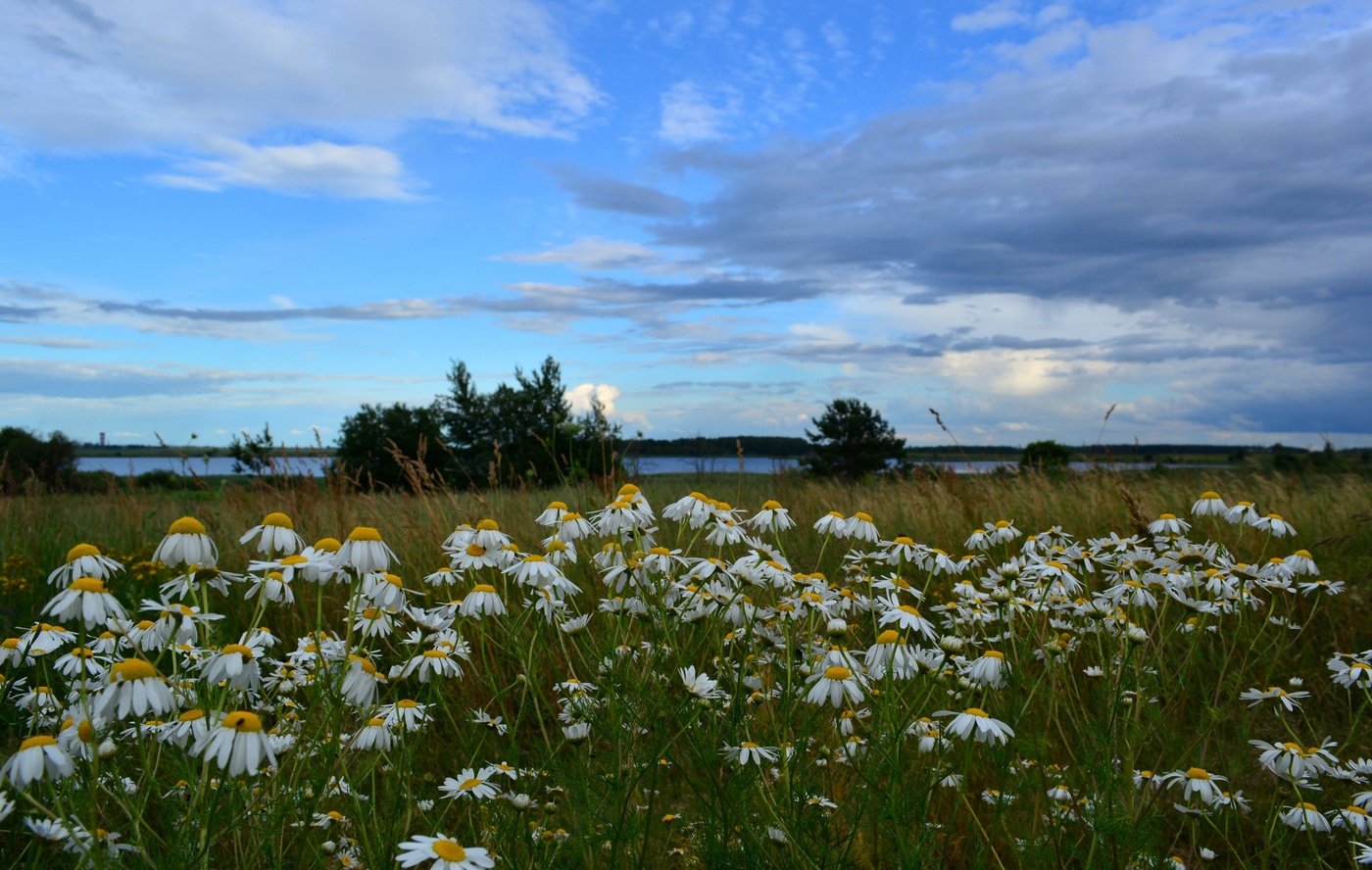 Ромашки на исходе дня