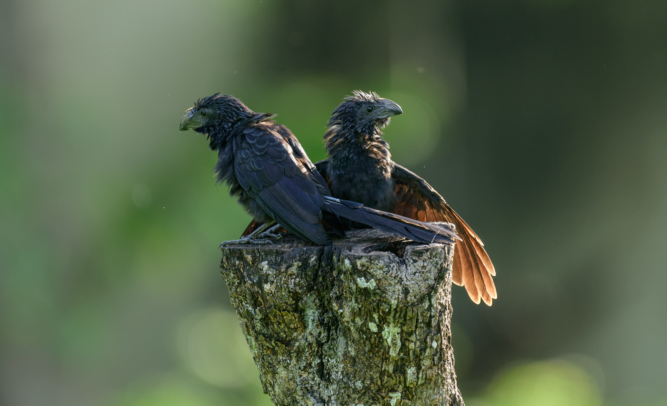Smooth-billed ani