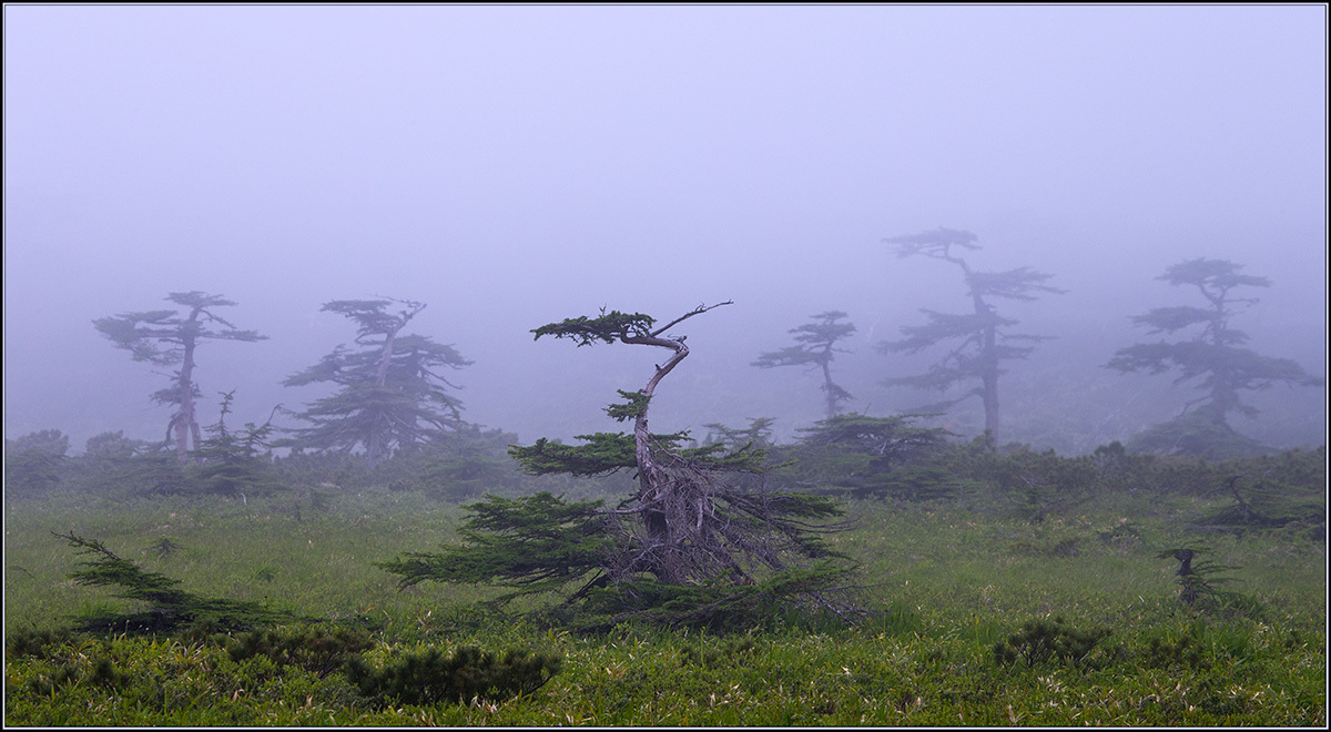 Танцующие лиственницы