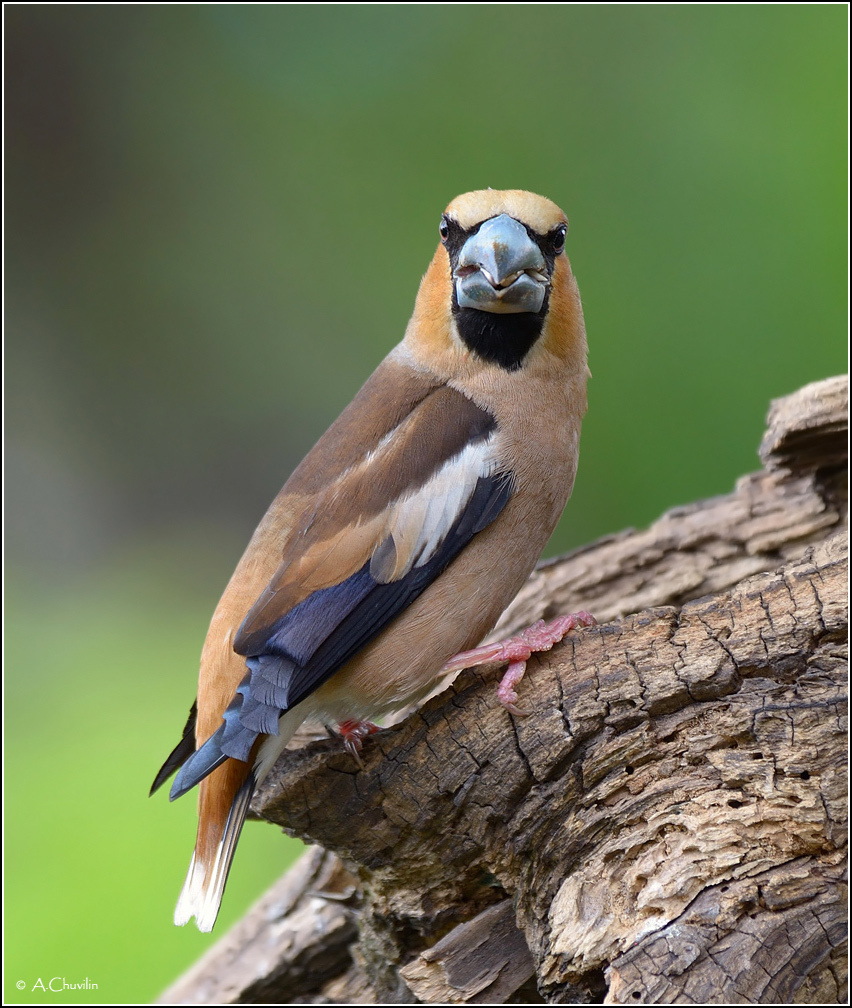 Дубовый нос )