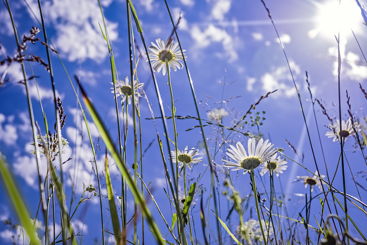 привет ромашки